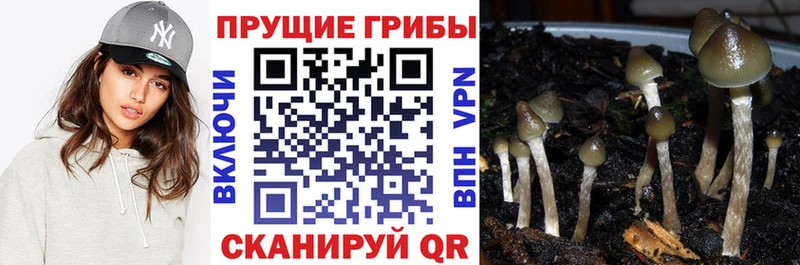 Псилоцибиновые грибы GOLDEN TEACHER  Микунь 